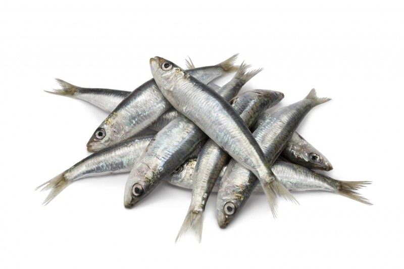 fresh-raw-sardines-PZG376L